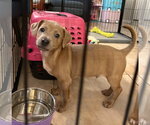 Small #2 Dachshund Mix