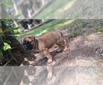 Small #2 Bullmastiff