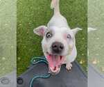 Small #9 Jack Russell Terrier Mix