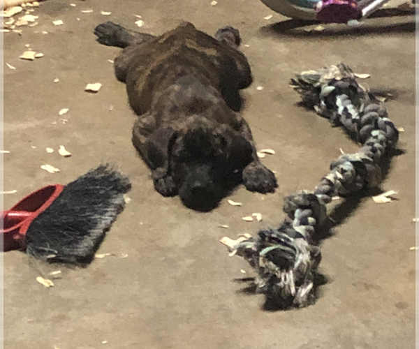 Medium Photo #4 Cane Corso Puppy For Sale in INDIANAPOLIS, IN, USA