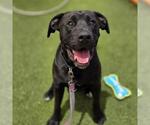 Small Labrador Retriever Mix