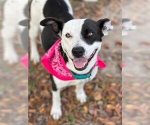 Mutt Dogs for adoption in Lufkin, TX, USA