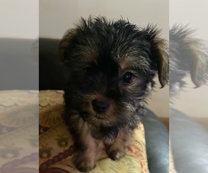 Yorkshire Terrier Puppy for Sale in JOHNSTOWN, Pennsylvania USA