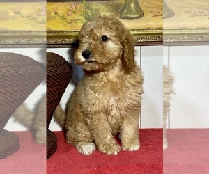Goldendoodle (Miniature) Puppy for sale in GRABILL, IN, USA