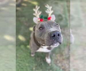 Mutt Dogs for adoption in Ventura, CA, USA