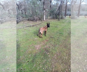 Belgian Malinois Puppy for sale in REDDING, CA, USA
