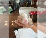 Small #3 English Bulldog