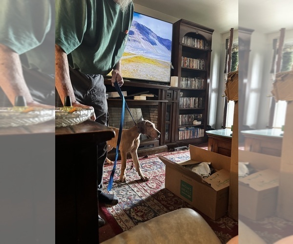 Medium Photo #16 Great Dane Puppy For Sale in ALIQUIPPA, PA, USA