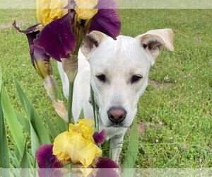 Labrador Retriever-Unknown Mix Dogs for adoption in Clovis, CA, USA
