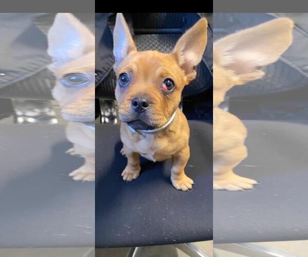 Medium Photo #2 French Bulldog-Unknown Mix Puppy For Sale in Davis, CA, USA