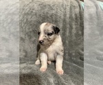 Small Photo #2 Australian Shepherd Puppy For Sale in MIDLAND, GA, USA