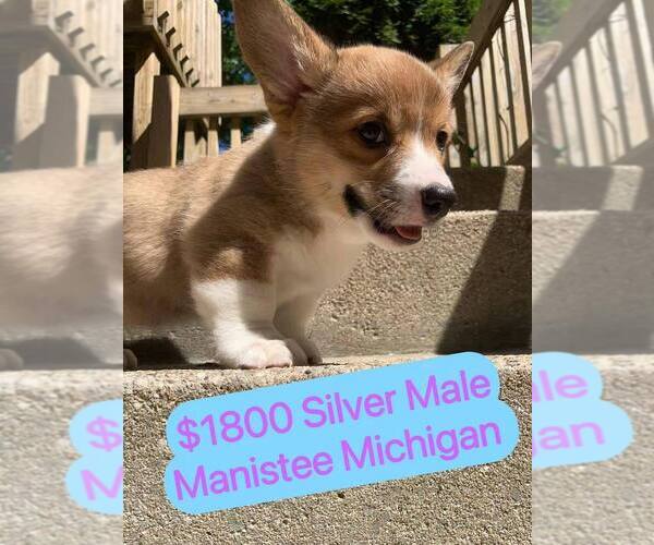 Medium Photo #1 Pembroke Welsh Corgi Puppy For Sale in MANISTEE, MI, USA
