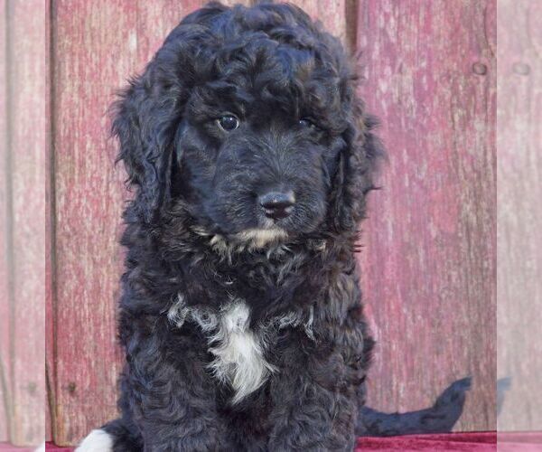 Medium Photo #1 Bernedoodle Puppy For Sale in THORP, WI, USA