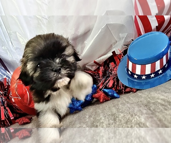 Medium Photo #8 Shih Tzu Puppy For Sale in DENTON, MD, USA