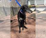 Small #1 Greyhound