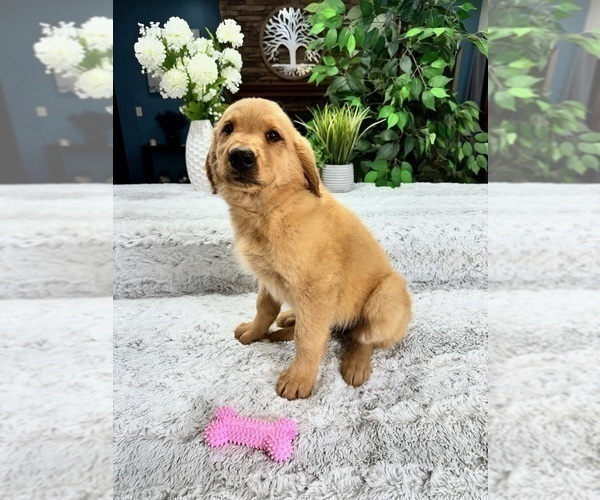 Medium Photo #3 Golden Retriever Puppy For Sale in GREENFIELD, IN, USA