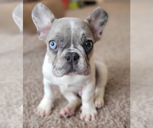 Medium French Bulldog