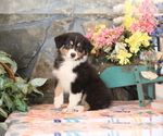Small Photo #6 Australian Shepherd Puppy For Sale in WESTFIELD, MA, USA