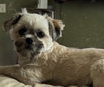Image preview for Ad Listing. Nickname: Molly
