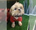 Small #7 Shih Tzu