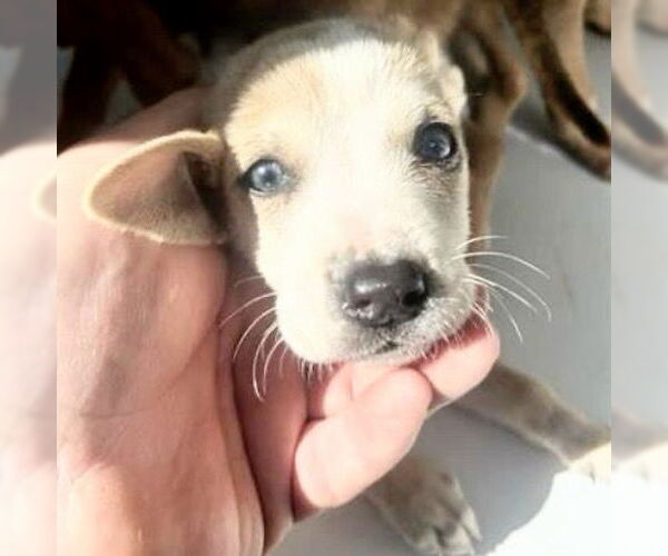 Medium Photo #1 Black Mouth Cur-Unknown Mix Puppy For Sale in Houston, TX, USA