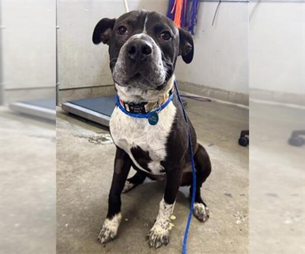 Medium Photo #1 Mutt Puppy For Sale in Camarillo, CA, USA