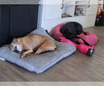Small #1 Great Dane-Labrador Retriever Mix