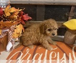 Small #2 Cavapoo