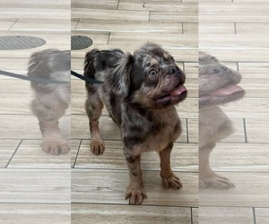 French Bulldog Dogs for adoption in Valrico, FL, USA