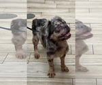 Small French Bulldog