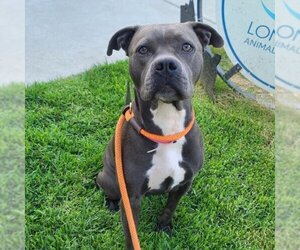 American Pit Bull Terrier Dogs for adoption in Long Beach, CA, USA