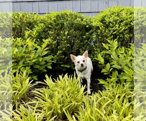 Medium Photo #2 Chihuahua-Unknown Mix Puppy For Sale in Oakhurst, NJ, USA