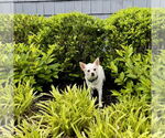 Small #1 Chihuahua Mix
