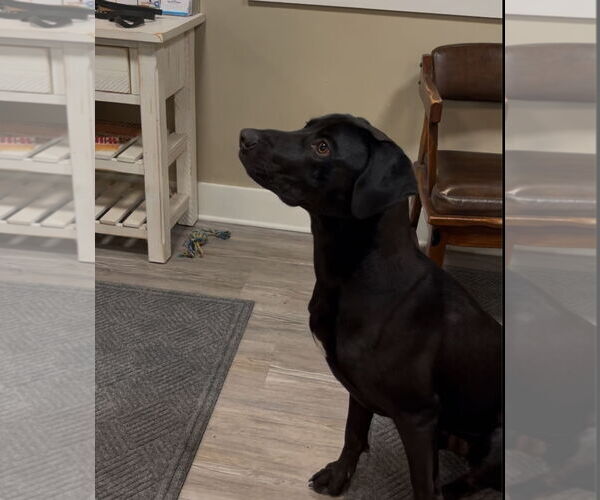 Medium Photo #3 Mutt Puppy For Sale in Emmett, ID, USA