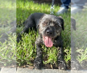 Mutt Dogs for adoption in Royal Palm Beach, FL, USA