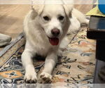 Small #2 Cocker Spaniel-Huskies  Mix