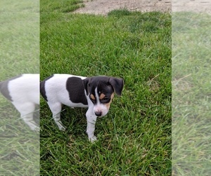 Rat Terrier Puppy for sale in GOSHEN, IN, USA