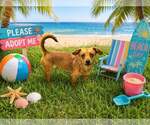 Small #2 Dachshund