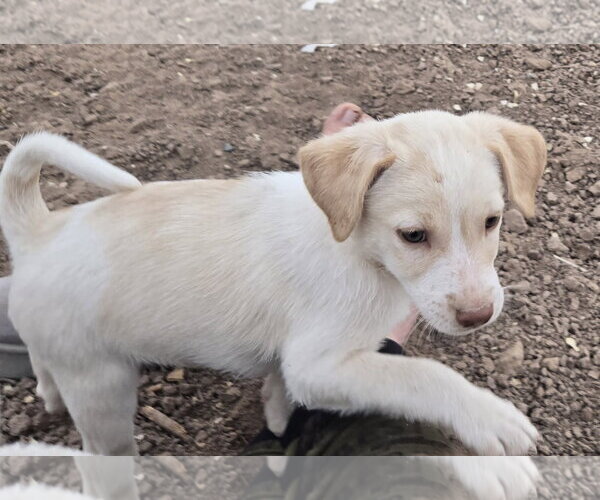 Medium Photo #6 Jack Russell Terrier-Unknown Mix Puppy For Sale in Peralta, NM, USA