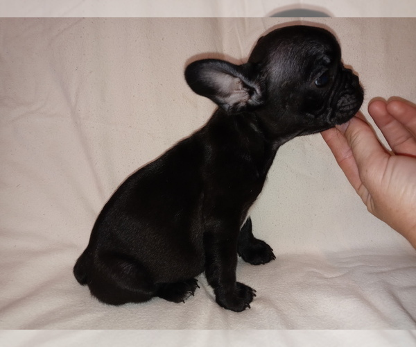 Medium Photo #2 French Bulldog Puppy For Sale in LAMAR, MS, USA