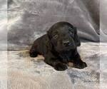 Small Photo #10 Dachshund Puppy For Sale in AIKEN, SC, USA