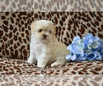 Small #2 ShihPoo