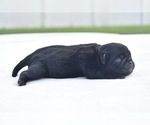 Small #1 Pug