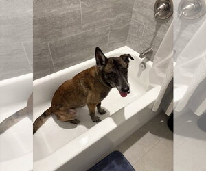 Millie - NJ - Female Mutt Dog for Adoption - Photo #6