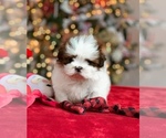 Small Photo #12 Shih Tzu Puppy For Sale in BUFORD, GA, USA