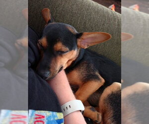 Chipin Dogs for adoption in Fort Wayne, IN, USA