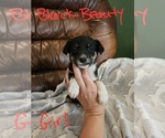 Small Photo #13 Chizer Puppy For Sale in MONTEZUMA, GA, USA