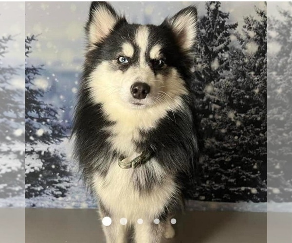 Medium Photo #1 American Eskimo Dog-Pomsky Mix Puppy For Sale in NILES, OH, USA