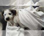 Small Cairn Terrier Mix