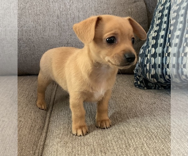 Medium Photo #17 Chiweenie Puppy For Sale in CLOVER, SC, USA